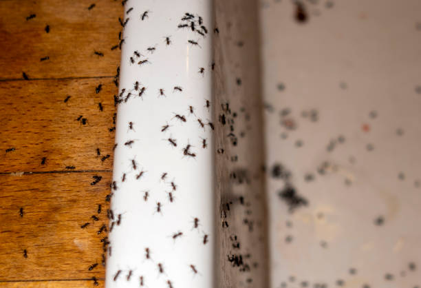 Best Pest Control Near Me  in Casey, IL